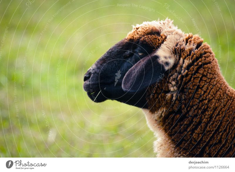 Ein Schaf blickt abgewendet nach vorne. Die Ohren liegen nach unten..Solamlia Schafe in Franken. Freude Wohlgefühl Ausflug Umwelt Sommer Schönes Wetter Feld