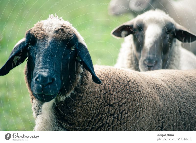 Zwei wunderschöne Schafe schauen den Fotografen an. Eins mit einem hübschen blauen Kopf und blauen Ohren. Freude Leben Ausflug Sommer Landwirtschaft