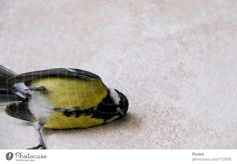 Tod eines Fliegers II Vogel Meisen Vergänglichkeit klein Feder Ende aus licht am ende des tunnels