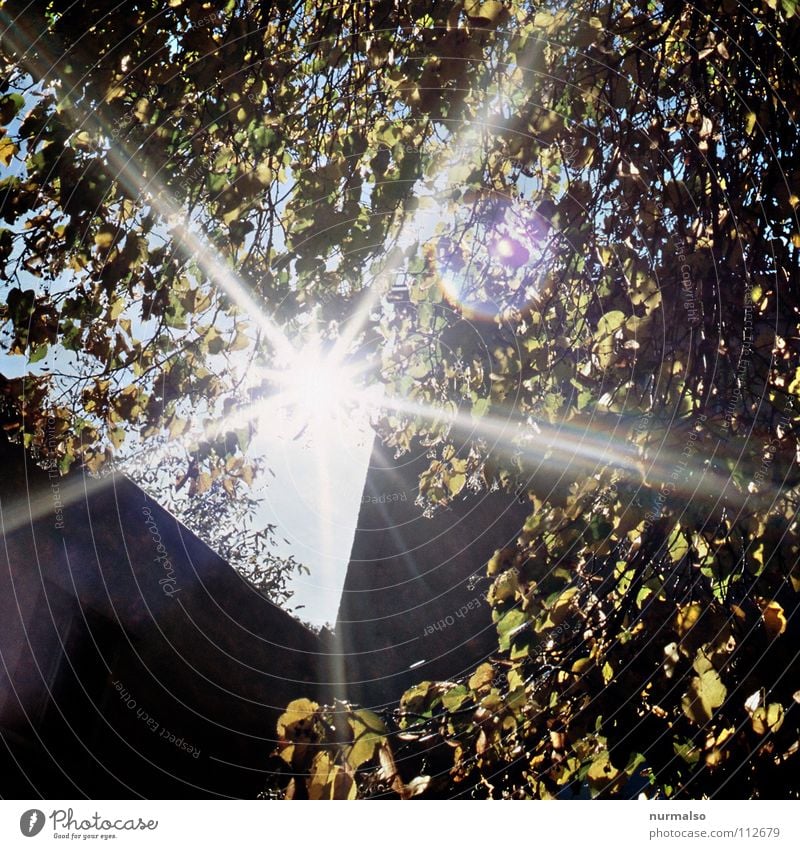 Guter Morgen X Licht Beleuchtung Aussehen Baum Blatt Geometrie Symmetrie Herbst Herbstlaub aufgehen Haushuhn Krähe unbefleckt Saft frisch Freude