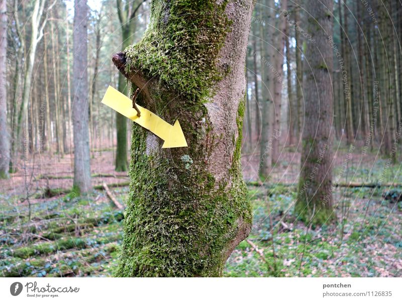 Wald. Gelber Pfeil, der nach unten zeigt hängt  an einem baum mit Moos . Wegweiser Natur Sonnenlicht Frühling Baum gelb Wegekreuz Richtung richtungweisend