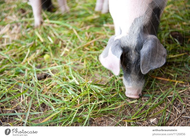 Fleckenschwein Ferkel frisst Pflanze Gras kurzhaarig Tier Nutztier Streichelzoo Schwein 1 Fressen füttern authentisch Gesundheit natürlich Glück Zufriedenheit
