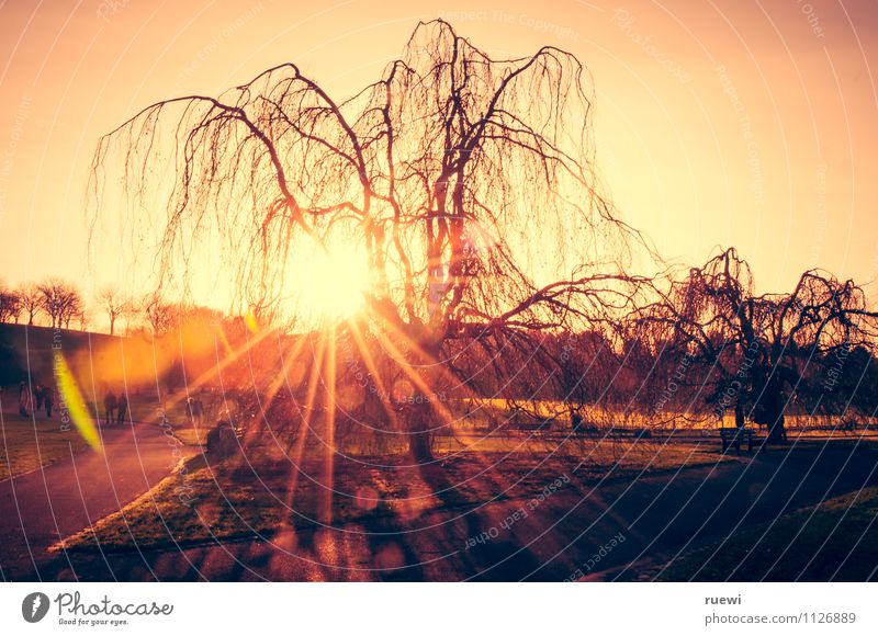 Frühling? Sonne Landwirtschaft Forstwirtschaft Umwelt Landschaft Pflanze Luft Himmel Wolkenloser Himmel Sonnenaufgang Sonnenuntergang Schönes Wetter Blume Weide