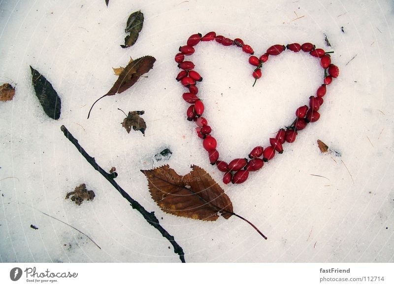 Liebe hat 4 Jahreszeiten Stock Winter Blatt Herbst kalt rot durcheinander gefroren Sehnsucht Herz Schnee Strukturen & Formen Ast Wildtier seasons haw dogrose