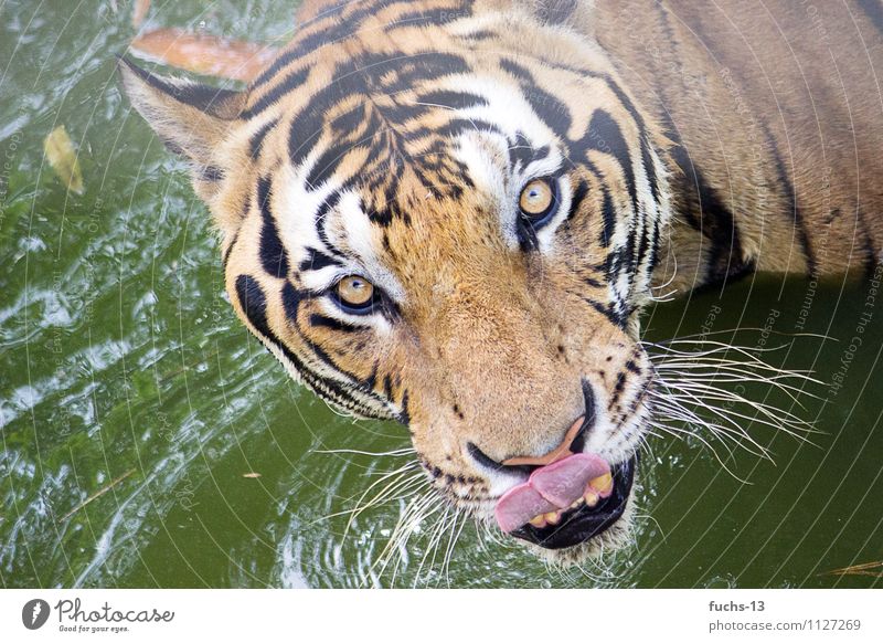 Hunger! Ernährung Essen Safari Tier Wildtier Tiergesicht Zoo Tiger 1 Schwimmen & Baden beobachten füttern Jagd Aggression bedrohlich exotisch stark selbstbewußt