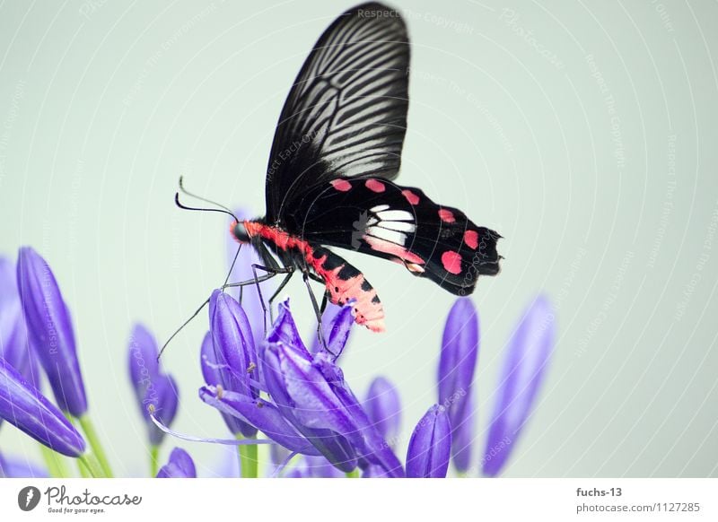 Butterfly Natur Pflanze Tier Blume Wildtier Schmetterling Insekt 1 Essen warten violett rot schwarz schön Leben Leichtigkeit filigran Farbfoto mehrfarbig