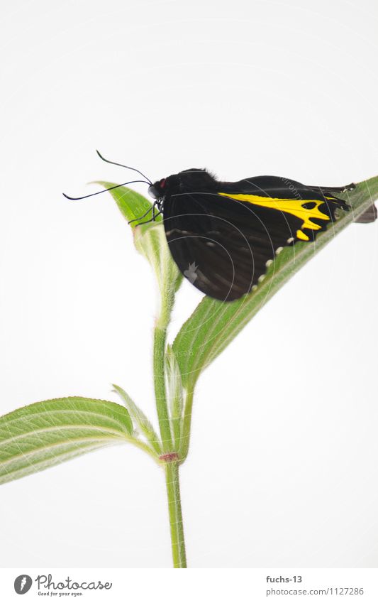 Butterfly Schmetterling Insekt Natur Pflanze Blume gelb schwarz grün springen warten Pause Erholung Farbfoto mehrfarbig Nahaufnahme Detailaufnahme