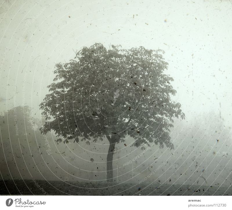 Alt wie ein Baum Nebel retro grau einzeln Außenaufnahme Schwarzweißfoto Herbst Frieden Filter dreckig alt Landschaft Morgen Einsamkeit