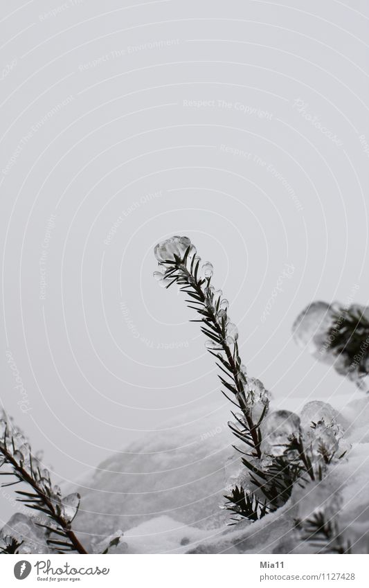 Eiskalt Natur Pflanze Winter Frost Schnee Baum weiß Farbfoto Gedeckte Farben Außenaufnahme Detailaufnahme Menschenleer Textfreiraum oben Freisteller