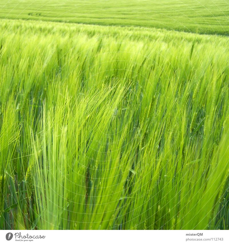 green infinity Feld grün Ferne Einsamkeit ruhig Spuren dunkel Vordergrund Hintergrundbild Zutaten unreif Deutschland Gesundheit Heimat Gelassenheit