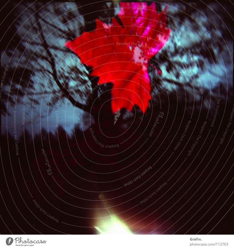Herbst Blatt rot hochwerfen dunkel Baum Silhouette mehrfarbig Blitze geblitzt Holga Lichteinfall Ahorn Hannover Lomografie fallen Glückstreffer herbstende agfa