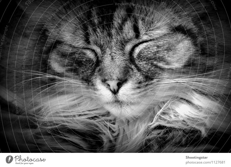 schnurr 2 Tier Haustier Katze Fell 1 schlafen träumen Gelassenheit Schnurrbart Schwarzweißfoto Innenaufnahme
