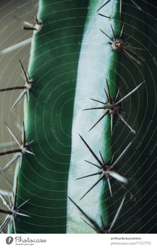 Kleiner grüner Kaktus Stil Natur Pflanze Wildpflanze exotisch stehen Wachstum natürlich Farbfoto Innenaufnahme Detailaufnahme Tag