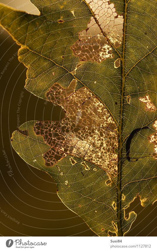 Eichenblatt Umwelt Natur Pflanze Sommer Blatt Wildpflanze Wald Fressen füttern leuchten außergewöhnlich einzigartig natürlich schön gold grün Warmherzigkeit