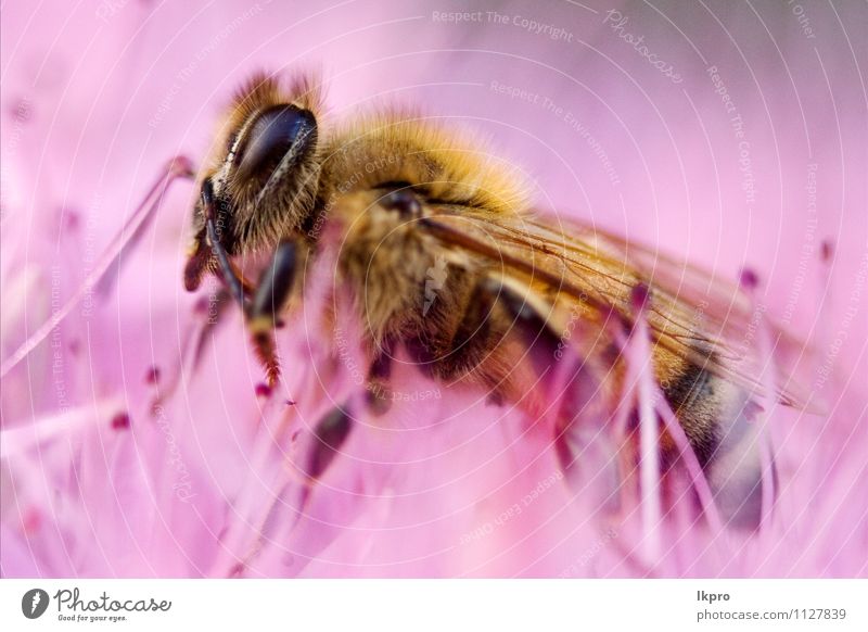 kleine Biene Natur Blume Pfote Linie hören wild braun gelb grau rosa rot schwarz weiß Unterleib Pollen Flügel Blütenstempel Nahaufnahme Makroaufnahme
