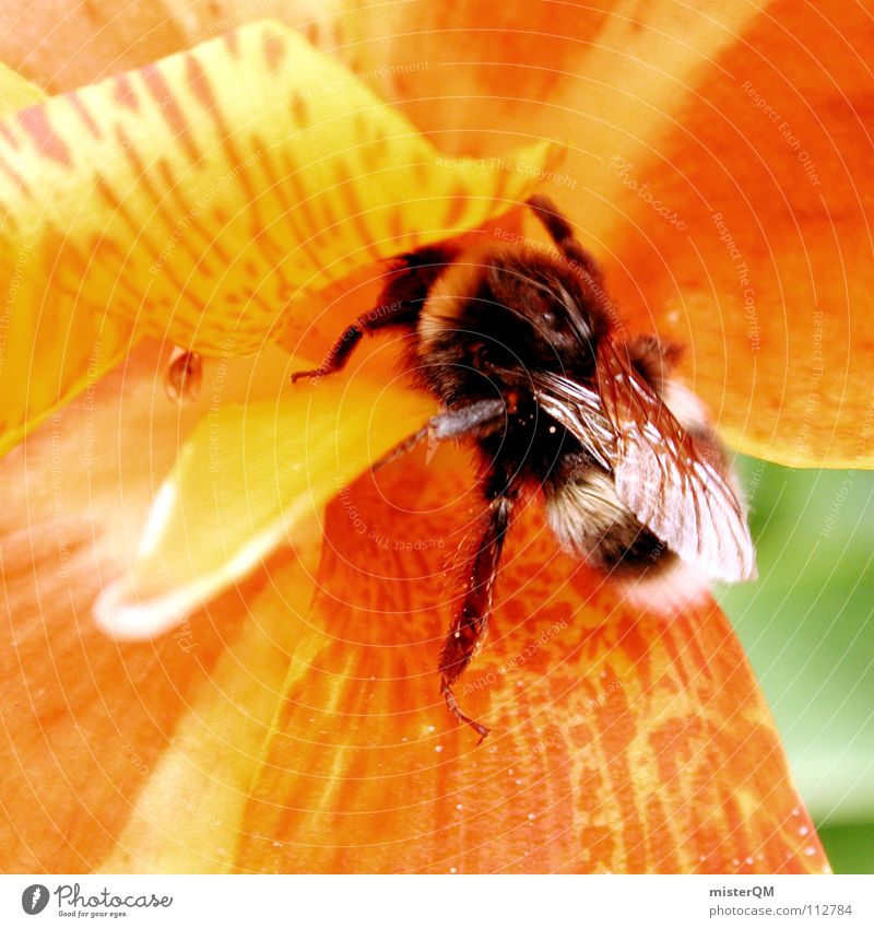 triumphant bumblebee Blüte Makroaufnahme Hummel Biene Staubfäden Sirup süß Erfolg fertig Arbeit & Erwerbstätigkeit Rettung tanken füllen bestäuben Fertilisation