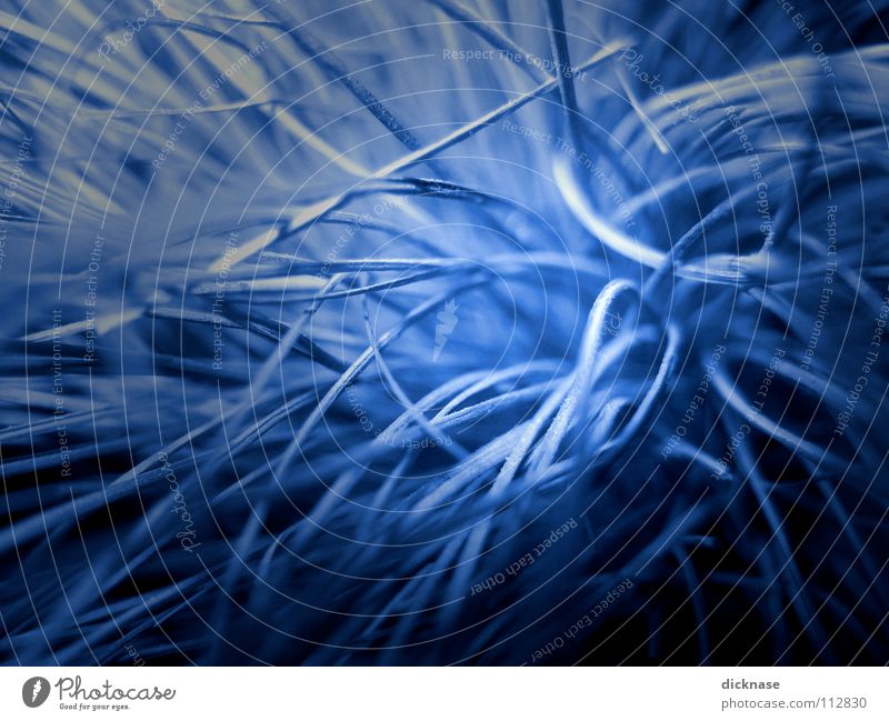 From another world abstrakt verzweigt ästhetisch dunkel Pflanze Makroaufnahme Nahaufnahme blau bizarr fremdartig fadenförmig durcheinander Windung
