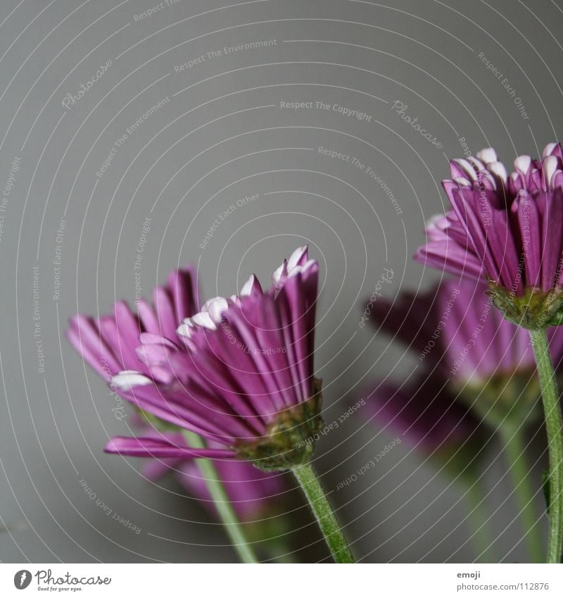 Farben ins Grau. grau trist violett Blume Makroaufnahme Quadrat Pflanze Frühling Wachstum aufwachen Wachsamkeit Nahaufnahme mehrfarbig colours flower flowers