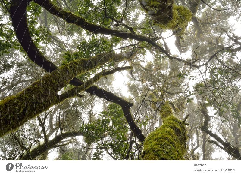 ohne Moos nix los Pflanze Wassertropfen Himmel Wolken Wetter schlechtes Wetter Nebel Baum Blatt Wald Menschenleer natürlich braun grün weiß eigenwillig