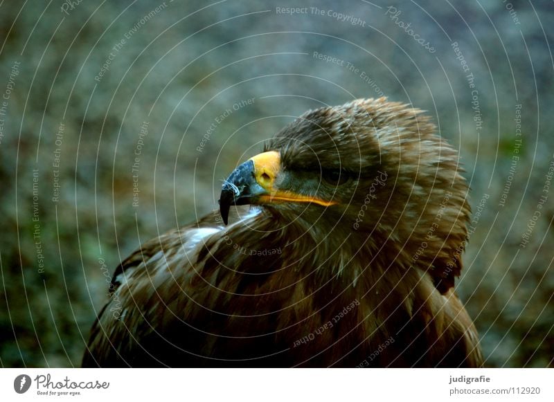 Adler Vogel Greifvogel Schnabel Feder Ornithologie Tier schön Farbe steppenadler Stolz Blick