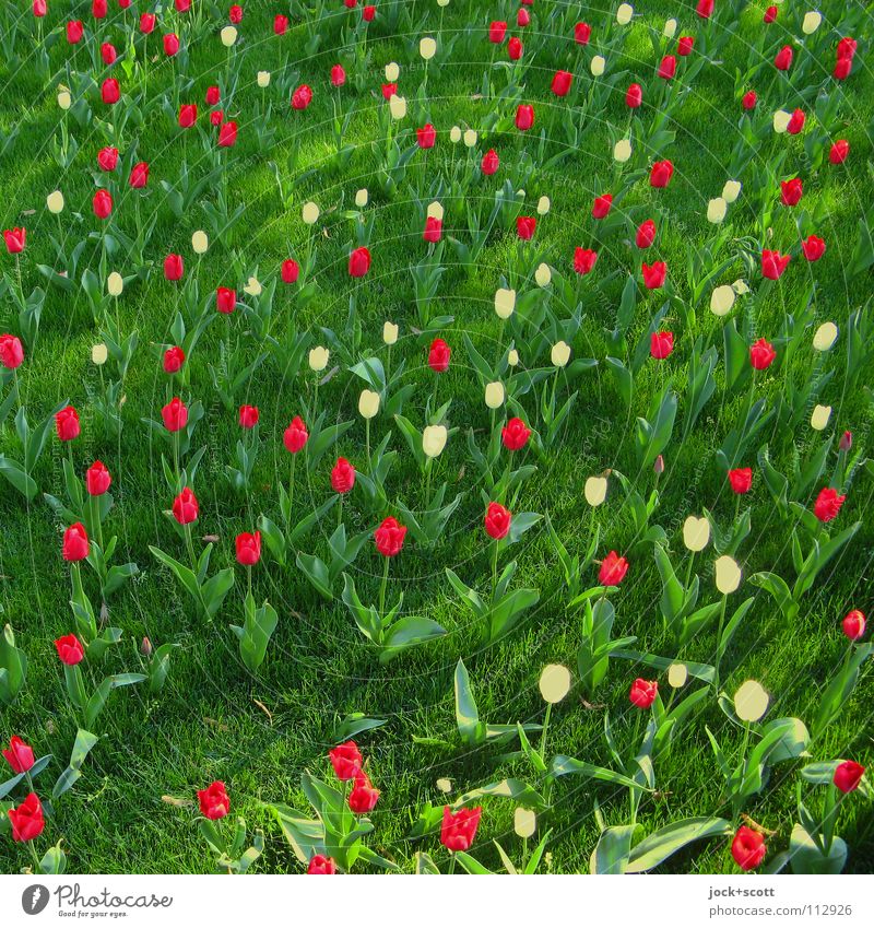 Blumen sprechen Pflanze Frühling Tulpe Wiese Blühend Duft Fröhlichkeit frisch grün rot Frühlingsgefühle Optimismus Inspiration Leichtigkeit Wachstum bodennah