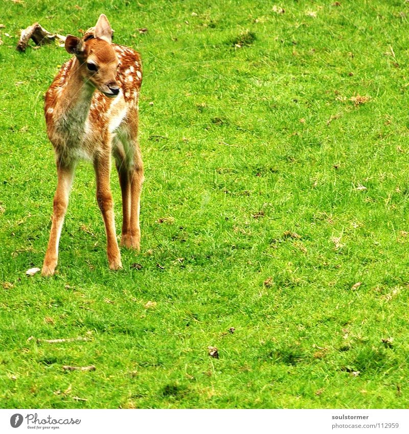 Bambi Reh Hirsche klein frisch Wiese Feld Waldlichtung Flur Halm Gras grün braun weiß Rehkitz Huf Hinterteil Schwanz stehen Säugetier Wildtier Rasen Fleck Beine