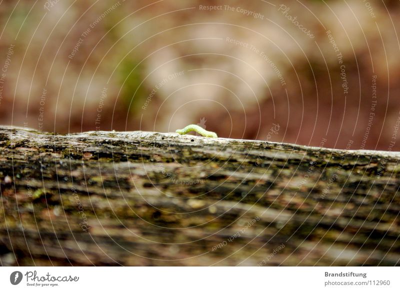Raupe umgeben von Unschärfe Tier Insekt Baum braun dreckig Herbst klein süß Baumstamm Holz matschig Natur alt