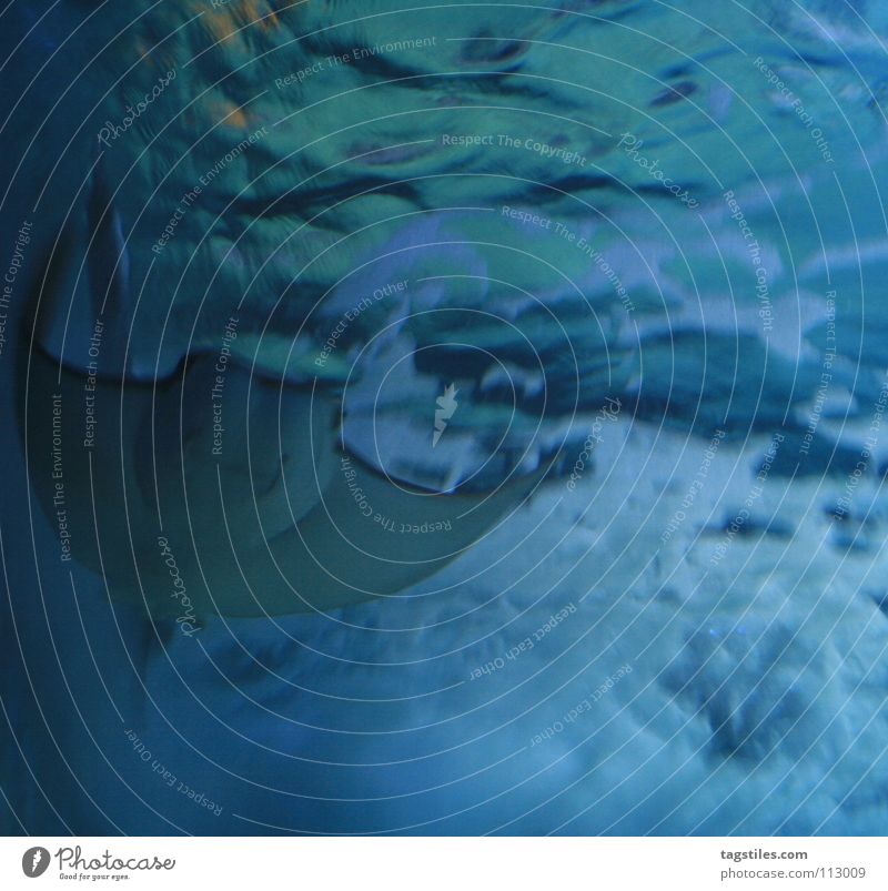 ROCHEN Rochen Meer Gischt tauchen Wellen gleiten weiß grau Wasser Europa Fisch tagstiles Gleiter blau