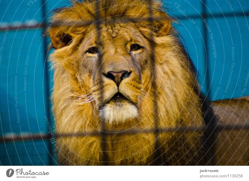 König 13XX hinter Gitter exotisch Zoo Löwe Tier beobachten selbstbewußt Wachsamkeit erleben Gelassenheit Konzentration Sicherheit Stolz Mähne Kunstlicht