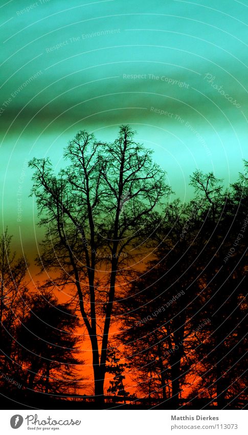 Waldbrand Sonnenuntergang grün rot Wäldchen Kalifornien Information Zerstörung Brandstiftung Kriminalität Sonnenfinsternis Sonnenaufgang Abend Dämmerung brennen
