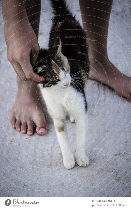 Schmusekatze Hand Fuß 1 Mensch Tier Haustier Katze berühren genießen stehen dreckig kuschlig nackt niedlich grau schwarz Zufriedenheit Vertrauen Geborgenheit