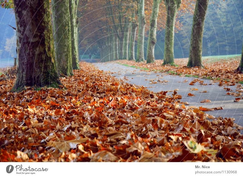 der nächste herbst kommt bestimmt Umwelt Natur Herbst Baum Blatt Straße Wege & Pfade Einsamkeit Herbstlaub Herbstfärbung Allee Spazierweg harmonisch Erholung