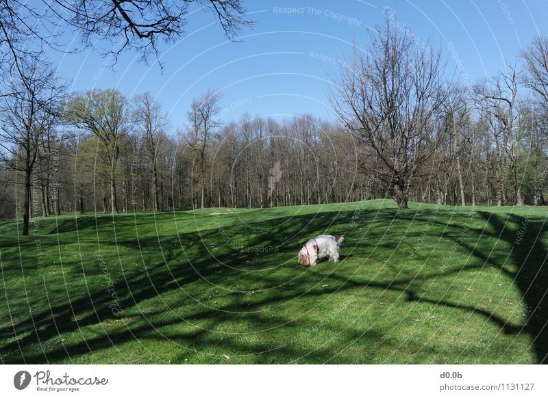 GRASGRÜNER GOLFPLATZ Golfplatz Baum Park Haustier Hund 1 Tier authentisch einfach schön natürlich niedlich blau braun grün weiß friedlich Erholung Frieden