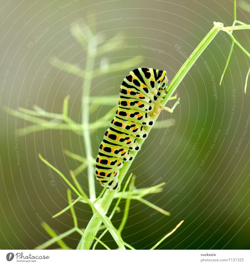 Raupe, Schwalbenschwanz, Schmetterling Fressen Papilio machaon Tagfalter Insekt Edelfalter Fleckenfalter Edelschmetterling Caterpillar swallowtail butterfly