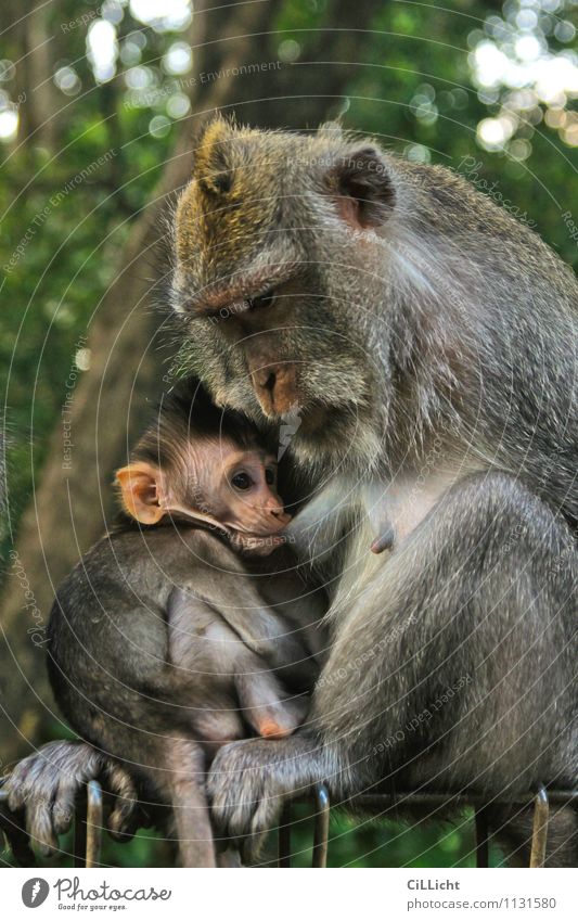 Mahlzeit Baby Mutter Erwachsene Natur Wildtier Tiergesicht Affen 2 Tierfamilie trinken braun grau grün Vertrauen Geborgenheit Tierliebe Verantwortung Fürsorge