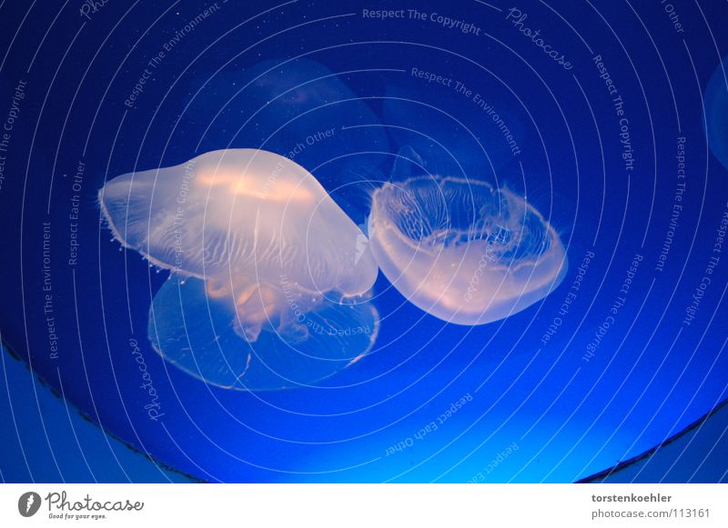 Jellyfish Qualle träumen Hydra Meer jelly fish sea blue dream ocean