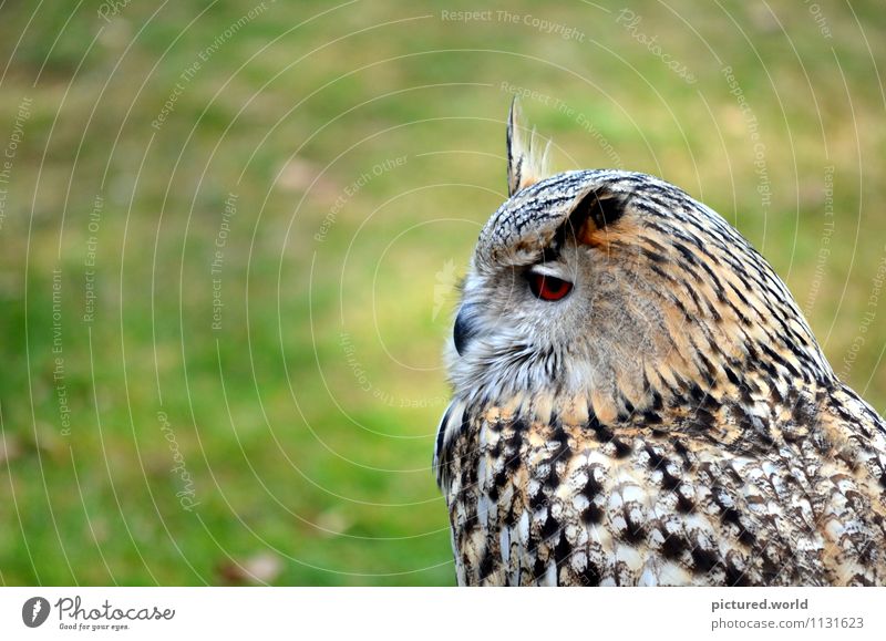 owl - silent flight Natur Erde Luft Schönes Wetter Tier Wildtier Vogel Tiergesicht Flügel 1 beobachten hocken Blick warten elegant grün schwarz weiß