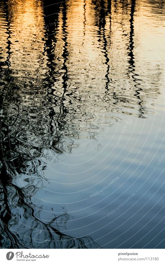 wasserschlange im spiegelmeer See Reflexion & Spiegelung nass liquide Flüssigkeit Baum schwingen Wasser Surrealismus pixelputze reflection curly