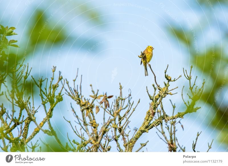 Goldammer auf einem Zweig Sommer Hammer Umwelt Natur Tier Herbst Baum Blüte Park Wald Vogel sitzen klein natürlich wild gelb grün Dänemark Top Buchse