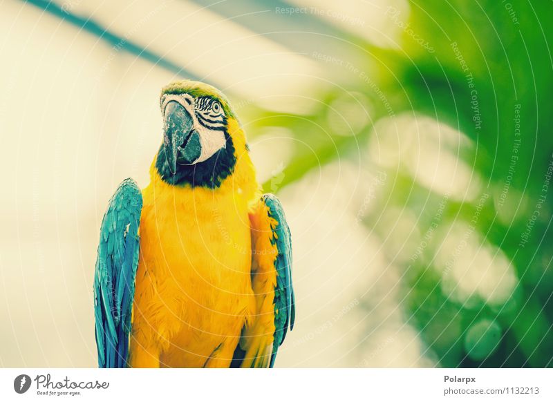 Papagei in schönen Farben exotisch Meer Kunst Zoo Natur Tier Klima Urwald Haustier Vogel niedlich wild blau gelb grün Schnabel Ara farbenfroh gold Tierwelt