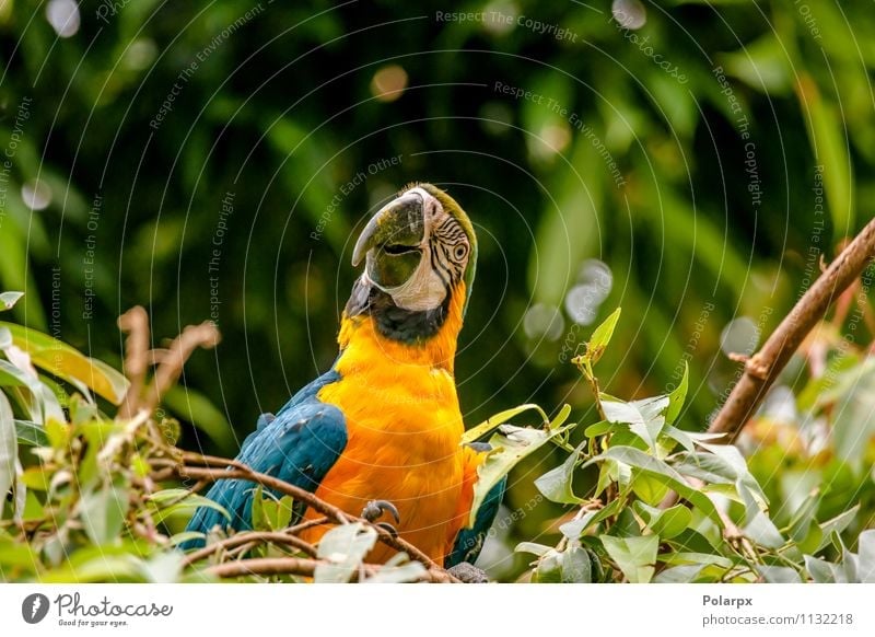 Papagei im Baum exotisch schön Sommer Zoo Natur Tier Haustier Vogel Flügel sitzen hell wild blau gelb grün Einsamkeit Farbe Palme farbenfroh tropisch Brasilien