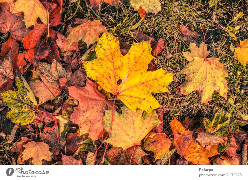 Herbstblätter in warmen Farben schön Garten Umwelt Natur Landschaft Pflanze Baum Blatt Park Wald Ornament hell natürlich braun gelb gold grün rot Stapel Ahorn
