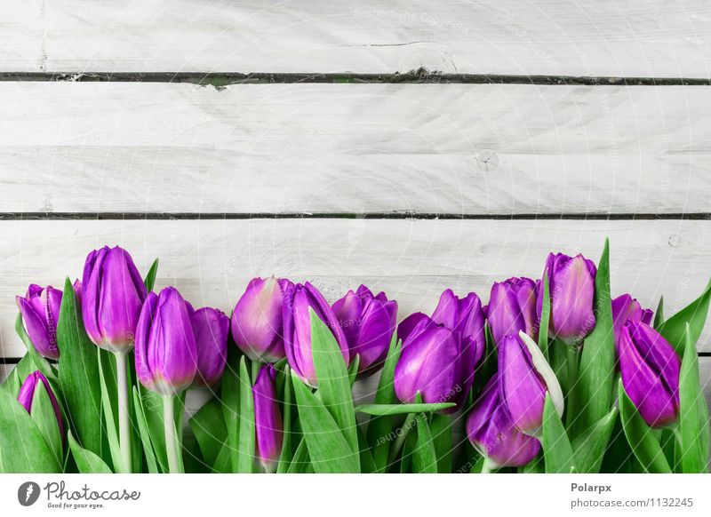 Tulpenblumen auf hölzernem Hintergrund schön Dekoration & Verzierung Tisch Ostern Mutter Erwachsene Natur Pflanze Frühling Blume Blatt Blüte Blumenstrauß