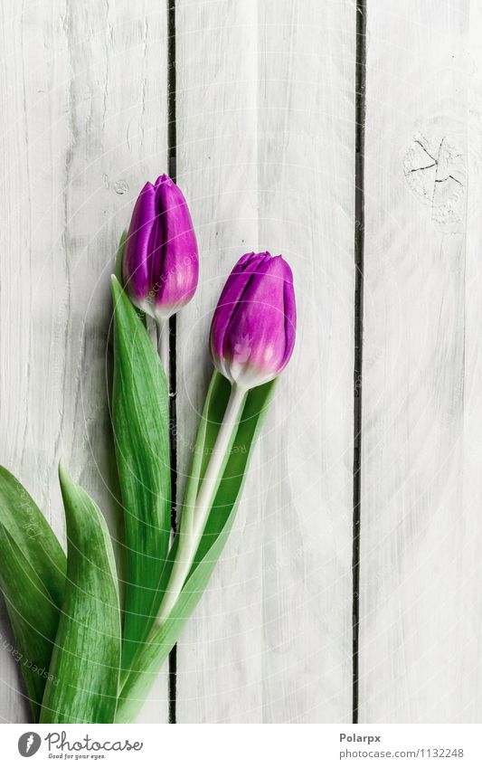 Tulip Blumen auf hellem Holz schön Dekoration & Verzierung Ostern Mutter Erwachsene Natur Pflanze Frühling Tulpe Blatt Blüte Blumenstrauß Ornament Liebe frisch