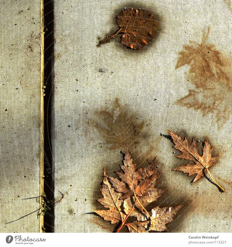 Sein und Schein VII Blatt Oberfläche Beton Fuge Furche Herbst Jahreszeiten Zeit Vergänglichkeit Leben feucht Gras Halm dreckig flach Silhouette Ahorn