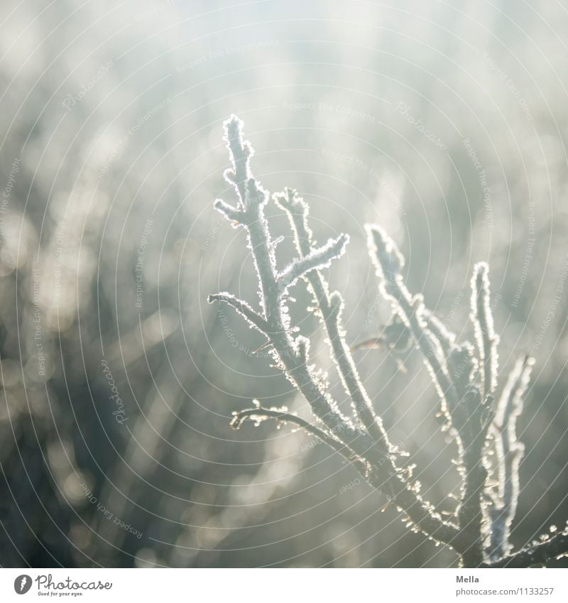 Der letzte Frost wird der erste sein Umwelt Natur Pflanze Frühling Herbst Winter Eis Zweige u. Äste frieren hell kalt nah natürlich Stimmung Klima