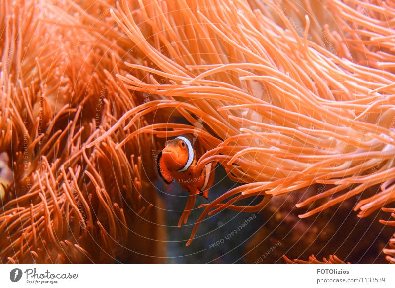 Finding Nemo Tier Wasser Korallenriff Meer Fisch Zoo Aquarium 1 Schwimmen & Baden tauchen Wärme orange rosa rot Stimmung Tapferkeit Sicherheit Schutz