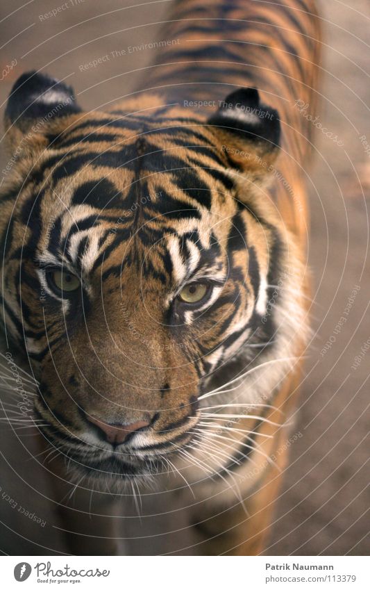 Schmusekater Tiger Bengal Tiger Afrika Safari Fell Jäger gefangen Käfig Savanne Steppe Urwald Zoo Attraktion kalt gefährlich Landraubtier Säugetier africa