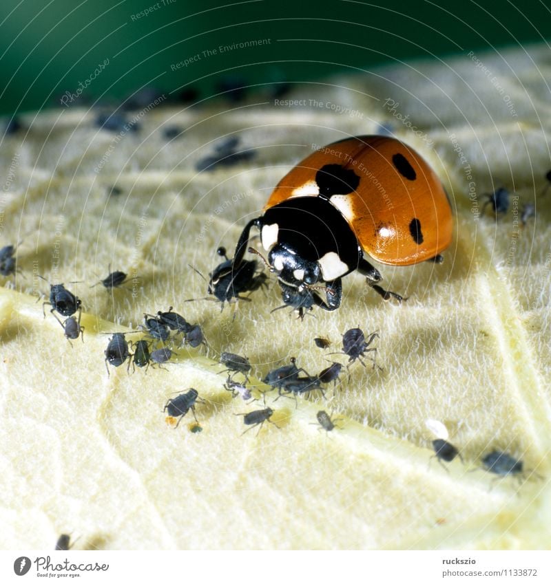 Marienkaefer, Coccinella, semptempunctata Natur Tier Garten Käfer Fressen rot schwarz Marienkäfer Blattlaeusen Blattläuse 7-Punkt Insekt halbkugeliger