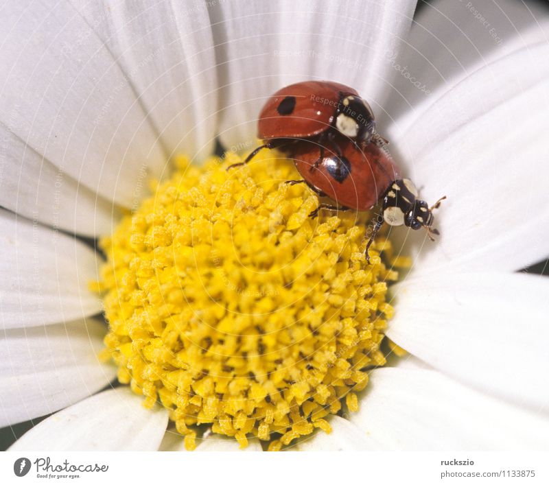 Marienkaefer, Paarung, Coccinella, semptempunctata, Natur Tier Blüte Wiese Wildtier Käfer gelb rot weiß Marienkäfer Fortpflanzung making 7-Punkt Insekt